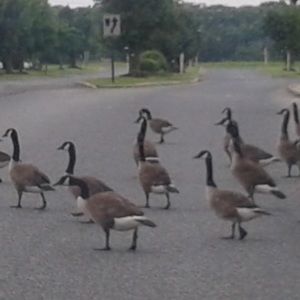 Meet your Posher, Nikki